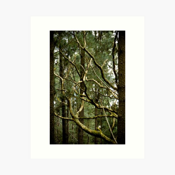 Item preview, Dead Wood - Fleurieu Peninsula, South Australia designed and sold by Stephen Permezel.