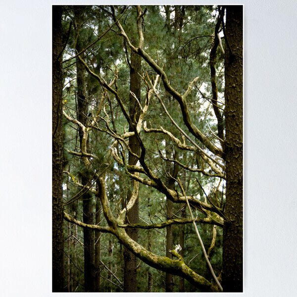 Item preview, Dead Wood - Fleurieu Peninsula, South Australia designed and sold by Stephen Permezel.