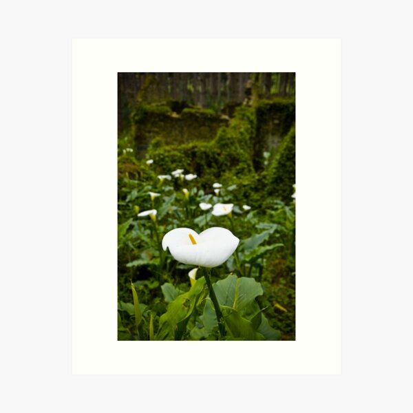 Item preview, Flower and Ruin - Fleurieu Peninsula, South Australia designed and sold by Stephen Permezel.