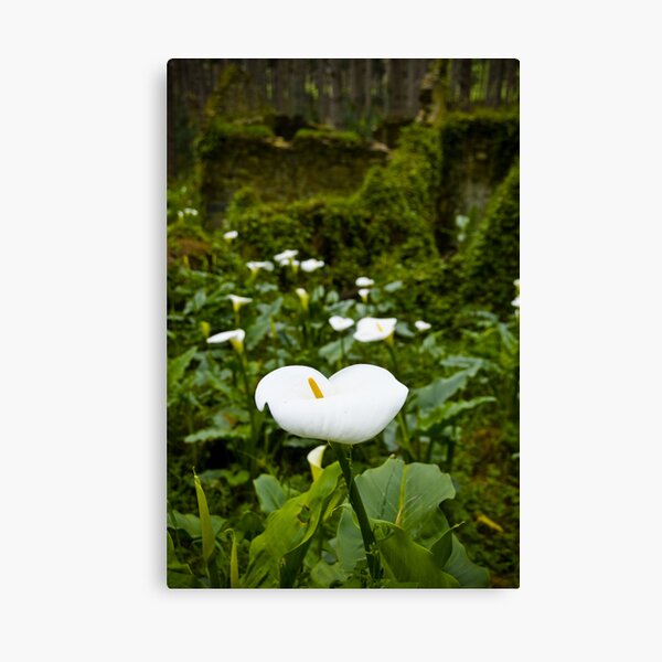 Item preview, Flower and Ruin - Fleurieu Peninsula, South Australia designed and sold by Stephen Permezel.