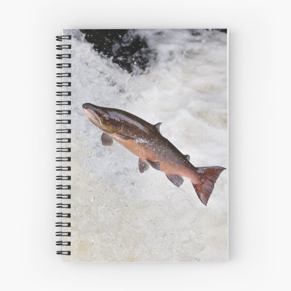 Item preview, large male atlantic salmon fish designed and sold by chanonry.