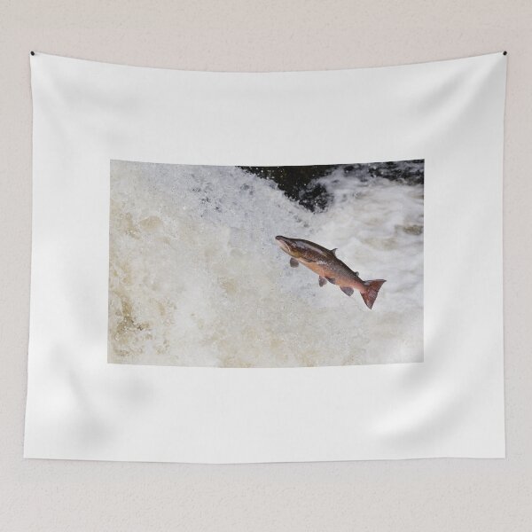 Item preview, large male atlantic salmon fish designed and sold by chanonry.