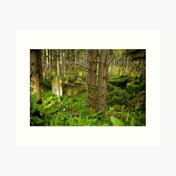 Item preview, Forest Ruin - Fleurieu Peninsula, South Australia designed and sold by Stephen Permezel.