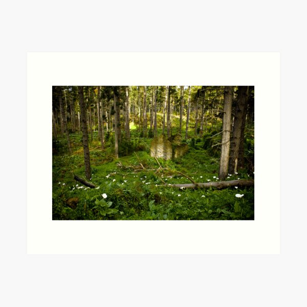 Item preview, Forest Ruin - Fleurieu Peninsula, South Australia designed and sold by Stephen Permezel.