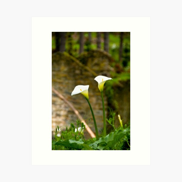 Item preview, Arum Lilly - Fleurieu Peninsula, South Australia designed and sold by Stephen Permezel.