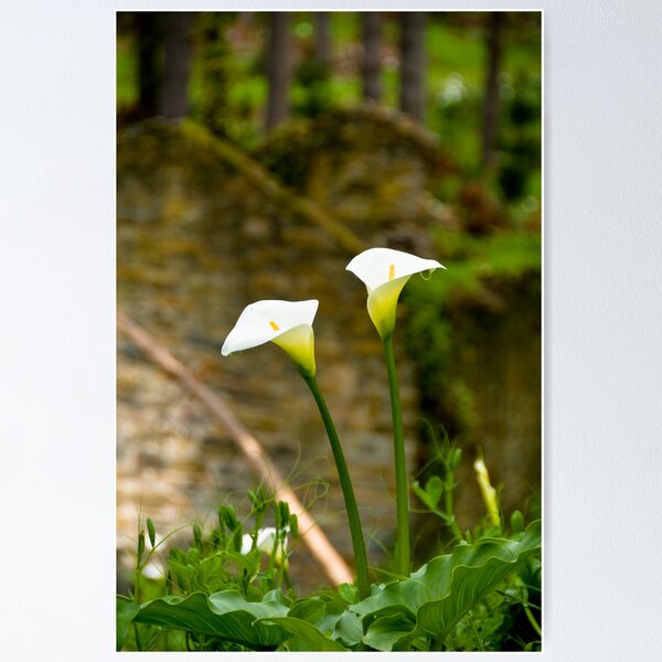 Item preview, Arum Lilly - Fleurieu Peninsula, South Australia designed and sold by Stephen Permezel.