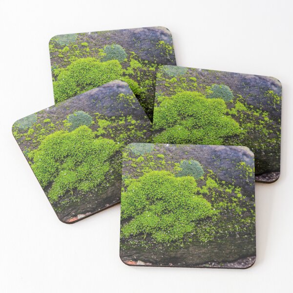 Item preview, Winter Greens designed and sold by SRosuphotos.
