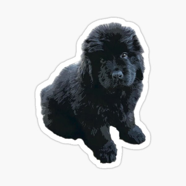 newfoundland dog apparel