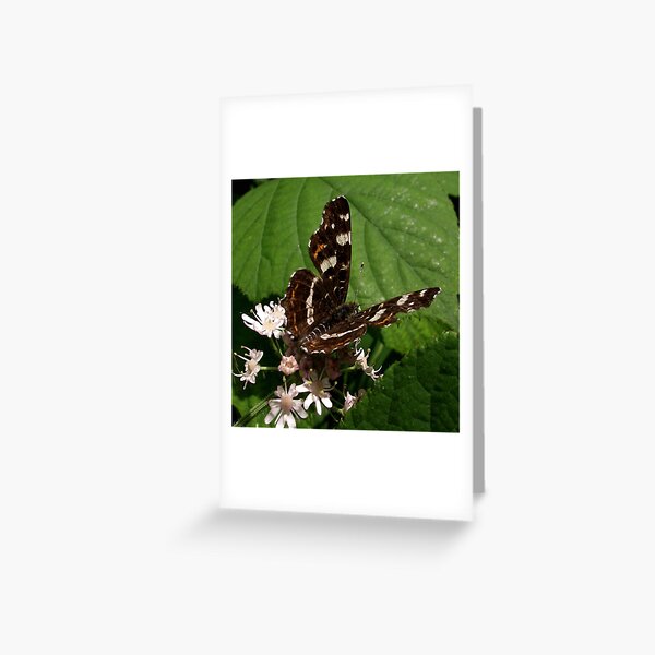 Map (Araschnia levana) Greeting Card