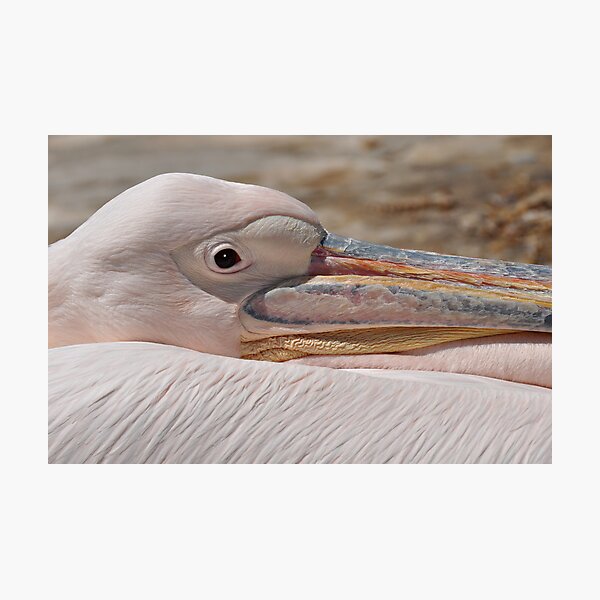 Petros the Pelican Photographic Print