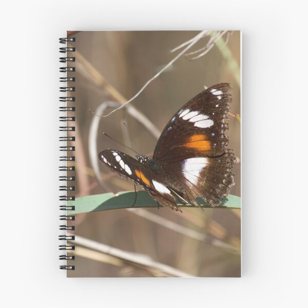Item preview, Varied eggfly butterfly  designed and sold by MargsNaturePix.