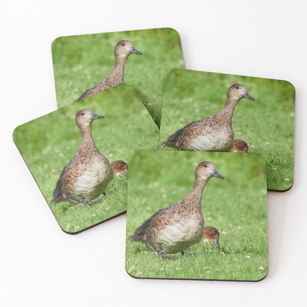 Item preview, Keeping an eye for strangers. Eurasian wigeon family designed and sold by Jouko Lehto Photography.