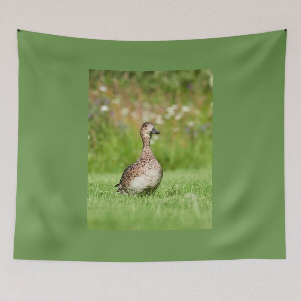 Item preview, Eurasian wigeon female designed and sold by Jouko Lehto Photography.