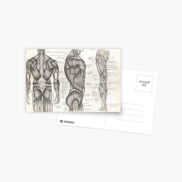 Human Anatomy 1 Postcard