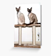 Milo & Tequilla Greeting Card