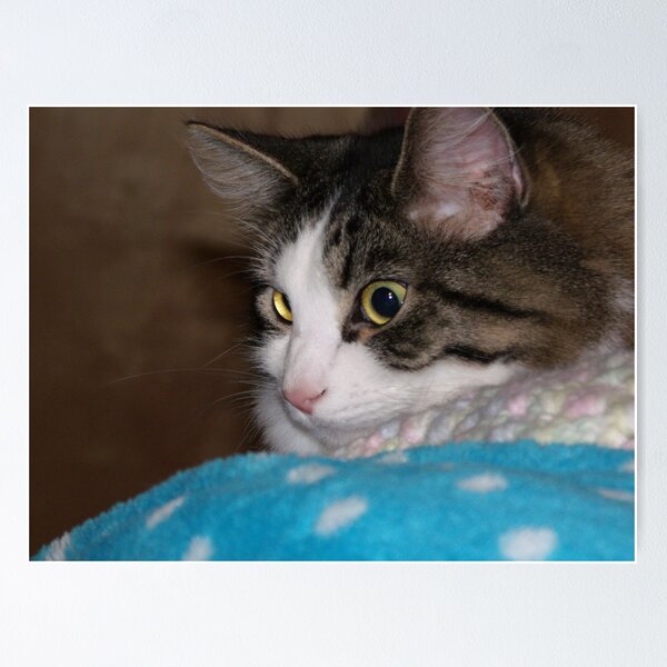 Item preview, Scardy Cat designed and sold by shawneex3marie.