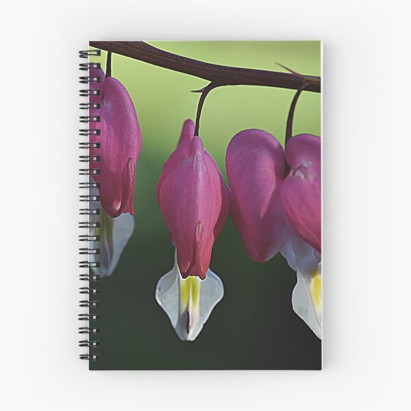 Item preview, Dicentra Spectabilis Bleeding Heart. designed and sold by Rob-Turner.