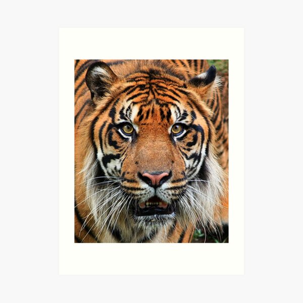 Got you .... Art Print