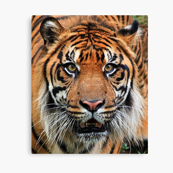 Got you .... Canvas Print
