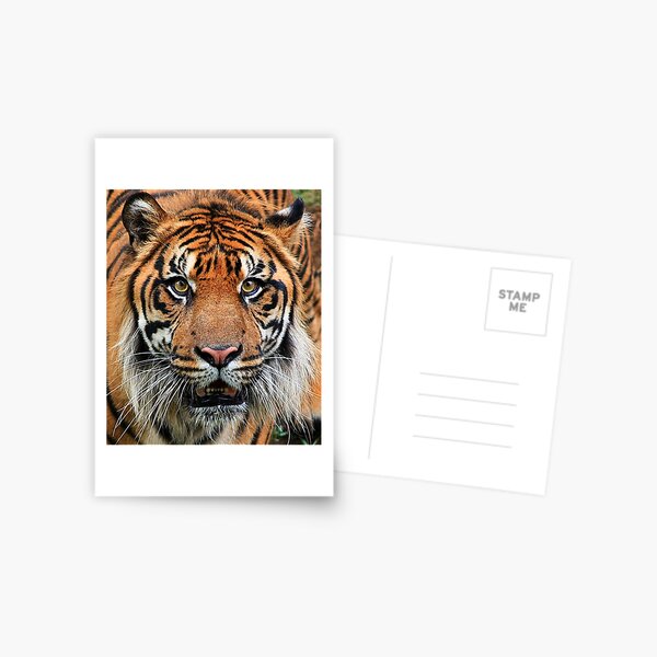 Got you .... Postcard