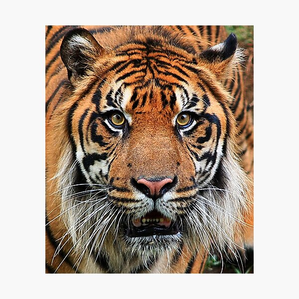 Got you .... Photographic Print