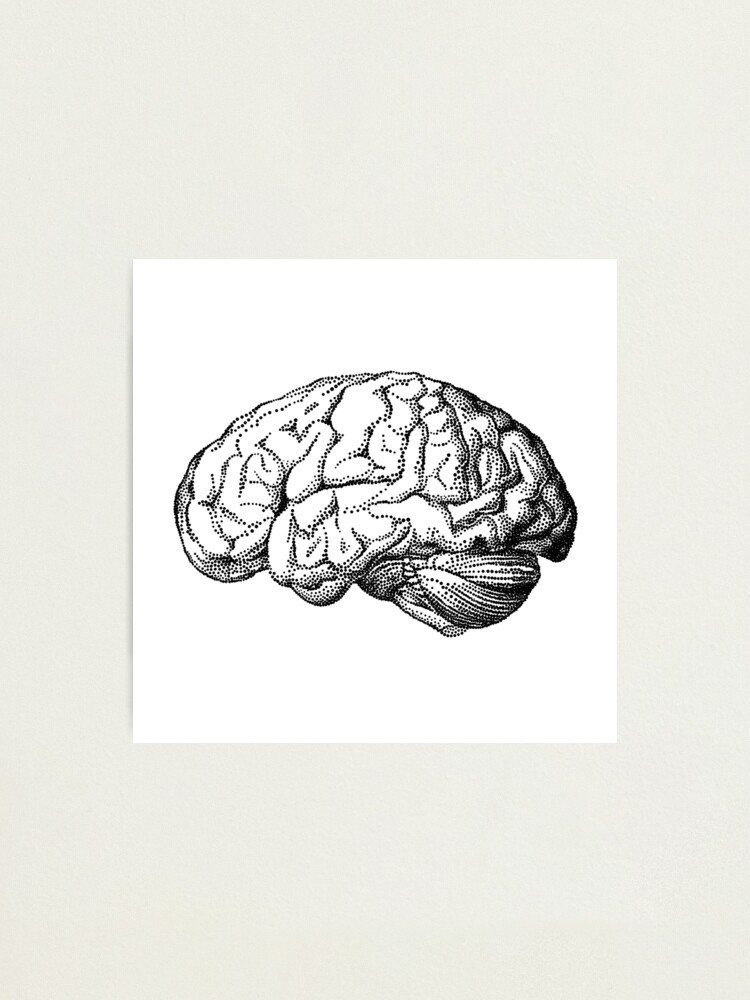 3740 Brain Anatomical Drawing Images Stock Photos  Vectors  Shutterstock