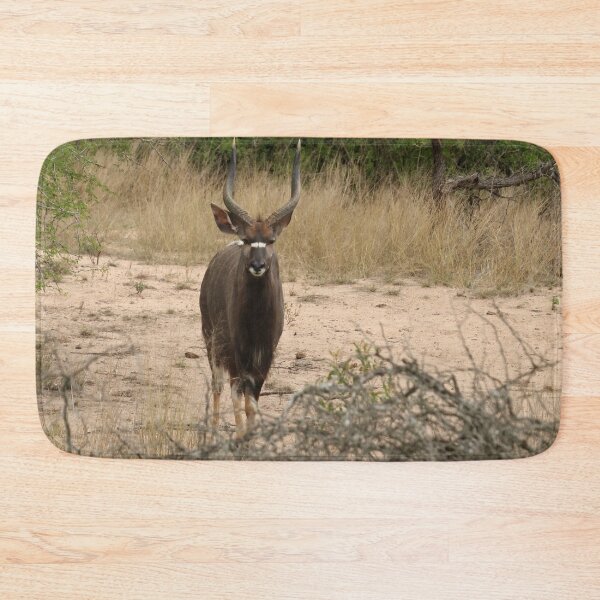 Item preview, Nature, Animal, Africa, South Africa, Kruger NP, Antelope, Photography, BebiCervin designed and sold by BebiCervin.