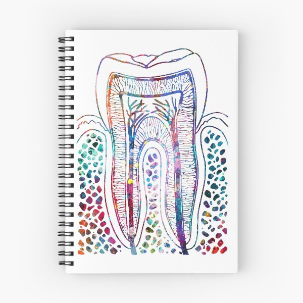 Item preview, Human Tooth Structure designed and sold by EvasDreams.