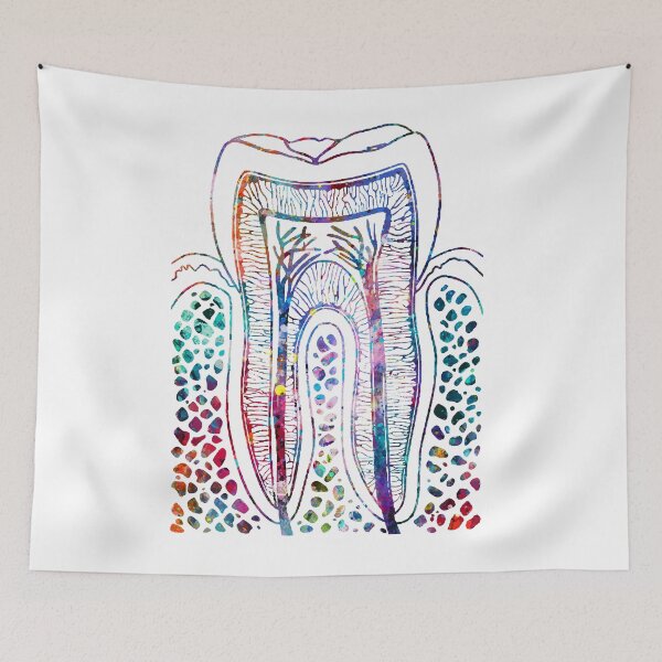 Item preview, Human Tooth Structure designed and sold by EvasDreams.