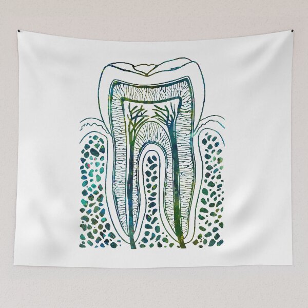 Item preview, Human Tooth Structure designed and sold by EvasDreams.