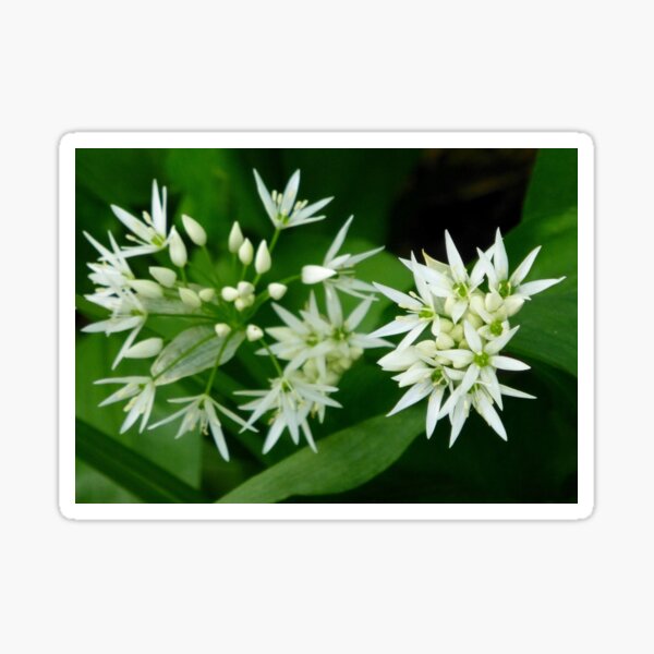 Wild Garlic White Flowers Sticker