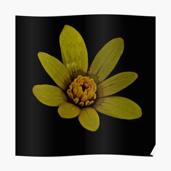 WOODLAND CELANDINE Poster