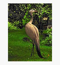 Stanley's Crane, Edinburgh Zoo Photographic Print