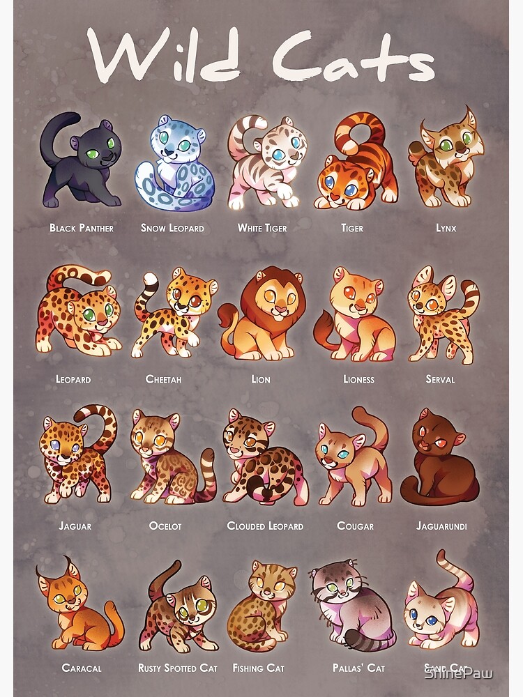 Wild Cats Educational Poster Print For Kids Of Big And Small Wild Cat Species Greeting Card By Shinepaw Redbubble
