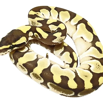 Artwork thumbnail, Enchi Lesser ball python by BDesignerMorphs