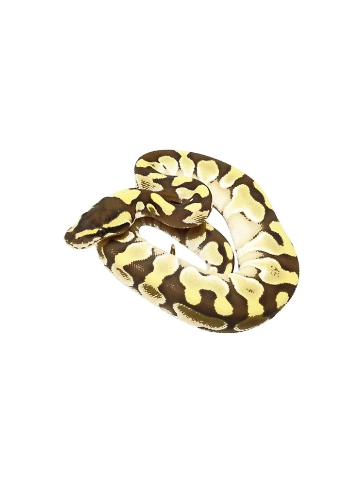 Thumbnail 4 of 4, iPhone Case, Enchi Lesser ball python designed and sold by BDesignerMorphs.
