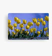 Botanical Gardens Spring—Tasmania Canvas Print