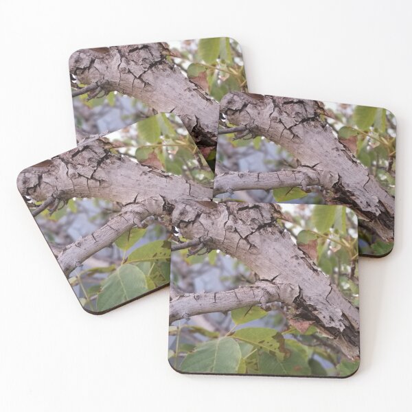 Item preview, Walnut designed and sold by tinpink.