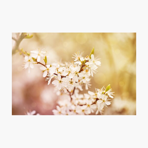 Item preview, Blooming Cerasus cherry tree  designed and sold by Arletta Cwalina.
