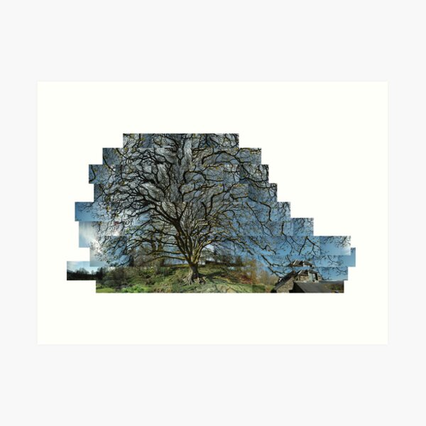 My Sycamore Art Print
