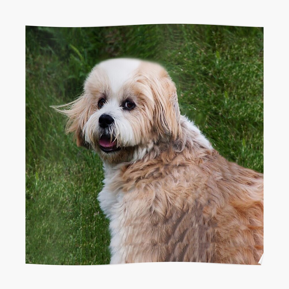 lhasa apso teddy bear