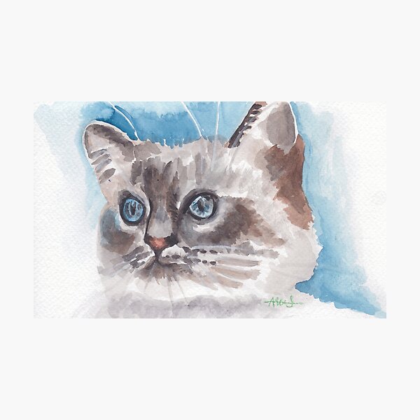 Brilliant blue eyes Photographic Print
