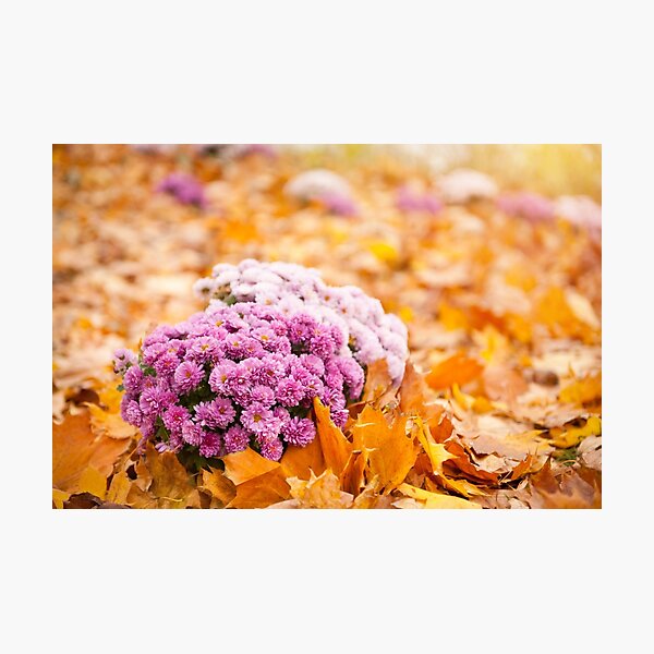 Item preview, Dendranthema or Chrysanthemum in autumn leaves  designed and sold by Arletta Cwalina.