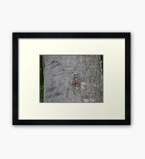 LA CICALA,LA CICADA,LA CIGALE, LA CHICHARRA.... Framed Print