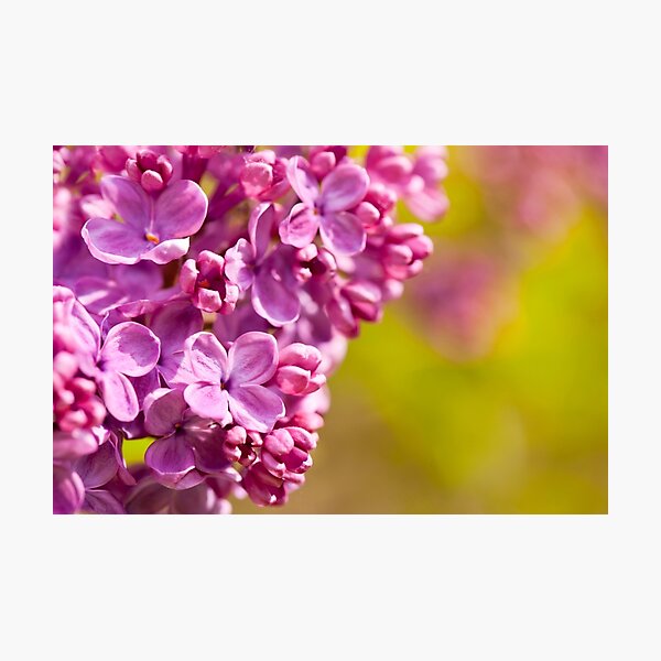 Item preview, Pink Syringa vulgaris or lilac flowers macro  designed and sold by Arletta Cwalina.