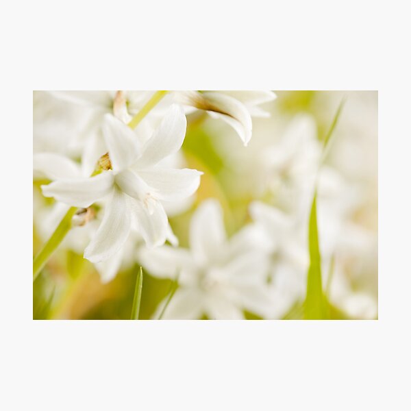 Item preview, Ornithogalum nutans white flowers detail  designed and sold by Arletta Cwalina.
