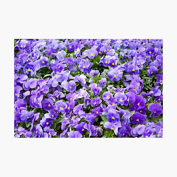 Item preview, pansy flowers blooming  designed and sold by Arletta Cwalina.