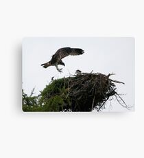 osprey (Pandion haliaetus) Canvas Print