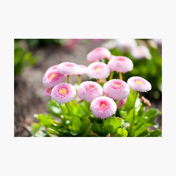 Item preview, Bellis perennis pomponette designed and sold by Arletta Cwalina.