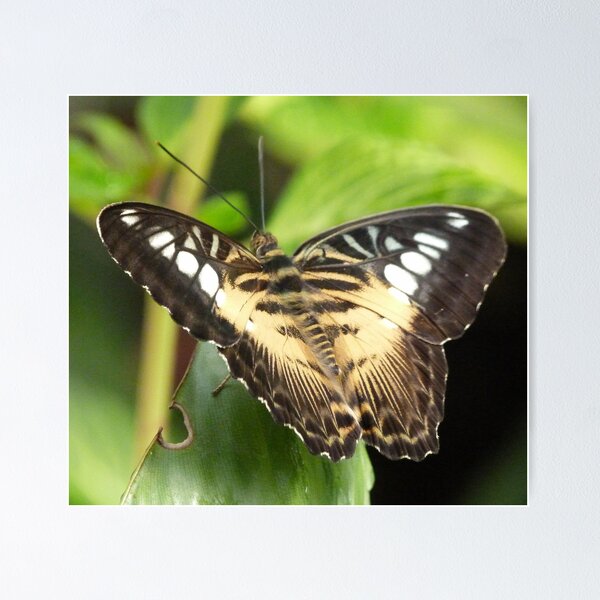 Item preview, Clipper Butterfly designed and sold by Lynn Bolt.